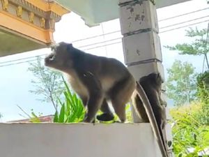 Hutan Kekeringan Bikin Monyet di Ponorogo Rusak Kebun dan Curi Telur Warga Hutan Kekeringan Bikin Monyet di Ponorogo Rusak Kebun dan Curi Telur Warga