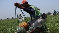 Cuaca Panas Mendidih Bikin Permintaan Blewah Melonjak