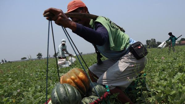 Cuaca Panas Mendidih Bikin Permintaan Blewah Melonjak