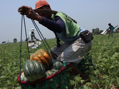 Cuaca Panas Mendidih Bikin Permintaan Blewah Melonjak