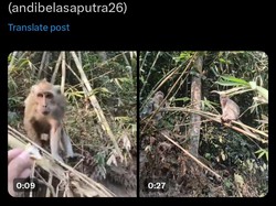 Viral Video Bernarasi Monyet Masuk Perkampungan di Lereng Merapi Sleman