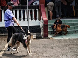 Mau Pelihara Hewan di Rumah, Perlukah Izin ke RT? Ini Hukumnya
