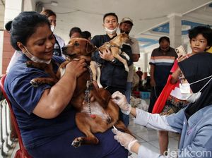 Anjing, Kucing dan Kera di Bekasi Divaksinasi untuk Cegah Rabies Anjing, Kucing dan Kera di Bekasi Divaksinasi untuk Cegah Rabies