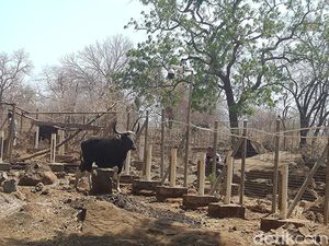 Selamat Datang di TN Baluran: Dimas si Banteng Jawa