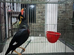 Mengenal Beo Nias, Fauna Endemik di Sumut yang Pandai Bicara