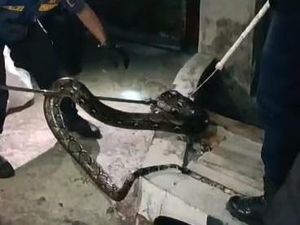 Damkar Evakuasi Ular Sanca 2,5 Meter yang Masuk ke Saluran Air di Bogor