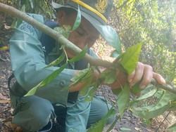 Petugas Temukan Jerat di Taman Nasional Bali Barat