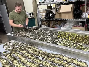 Hampir 1.000 Burung Mati Karena Tabrak Gedung