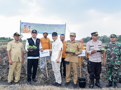 Petani Lamongan Semringah Harga Tembakau Naik Signifikan