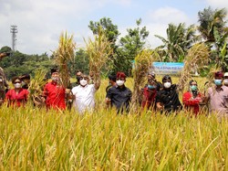 Kuatkan Pertanian, Bupati Badung Godok Raperda soal Insentif Petani