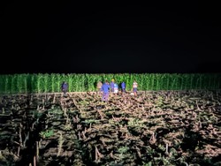 Petani di Bojonegoro Ngaku Lihat Harimau Turun Gunung ke Sawah Warga