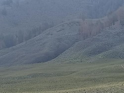 Savana Bromo Menghijau Lagi Usai Terbakar gegara Flare Prewedding