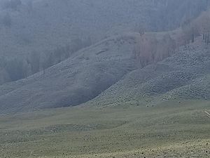 Savana Bromo Menghijau Lagi Usai Terbakar gegara Flare Prewedding Savana Bromo Menghijau Lagi Usai Terbakar gegara Flare Prewedding