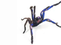 Youtuber Temukan Tarantula Langka: Warna Biru Percikan Elektrik