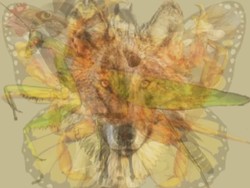 Gambar Hewan Apa yang Pertama Kali Kamu Lihat? Ini Penjelasan Psikologisnya