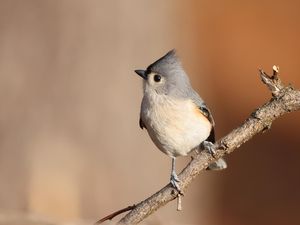 Studi: Burung dengan Skill Vokal Kompleks Jago Pecahkan Masalah