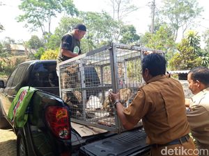 Asal Usul Kawanan Monyet yang Bikin Kewalahan Warga Lereng Merapi Boyolali Asal Usul Kawanan Monyet yang Bikin Kewalahan Warga Lereng Merapi Boyolali