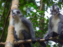 Mengenal Monyet Kedih, Primata Endemik Pulau Sumatera