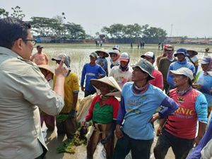 Petani di Karawang Ngeluh Betapa Ganasnya Hama Tikus yang Lahap 15 Ha Padi