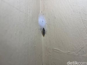 Kenapa Kamitetep Masih Sering Muncul di Rumah? Ini Penyebabnya Kenapa Kamitetep Masih Sering Muncul di Rumah? Ini Penyebabnya