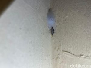 Daftar Gejala Akibat Terpapar Kamitetep dan Cara Mengobatinya Daftar Gejala Akibat Terpapar Kamitetep dan Cara Mengobatinya