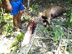 Penampakan Ular Piton 7 Meter yang Mangsa Sapi Warga di Mamuju
