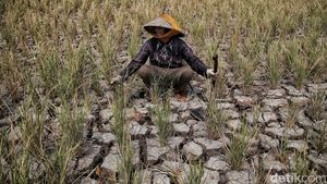 Potret Terkini Kekeringan yang Melanda Kabupaten Bekasi