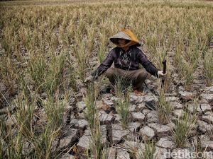 Potret Terkini Kekeringan yang Melanda Kabupaten Bekasi