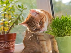 6 Cara Mudah Agar Kucing Tidak Kencing Sembarangan, Sudah Coba? 6 Cara Mudah Agar Kucing Tidak Kencing Sembarangan, Sudah Coba?