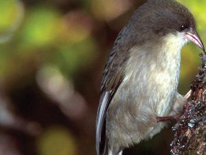 Ini Daftar Burung yang Hampir Punah, Ada di Negara Mana Saja?