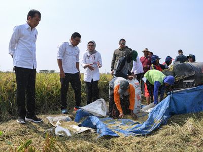 Didampingi Plt Mentan, Jokowi Tinjau Panen Padi di Indramayu