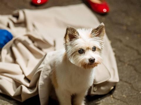Drama Korea A Good Day to Be a Dog (2023). (MBC via Hancinema)