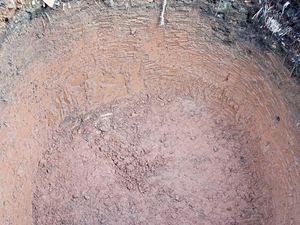 Sistem Biogas Peternakan Sapi di Pancoran Jaksel Dibikin, 3 Lubang Digali