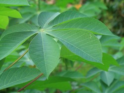 5 Manfaat Daun Singkong yang Kaya Nutrisi dan Tinggi Protein