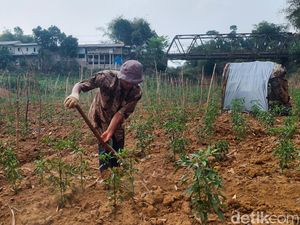 Warga Bandung Tanam Cabai di Dasar Sungai Cibitung Warga Bandung Tanam Cabai di Dasar Sungai Cibitung