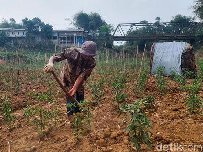 Warga Bandung Tanam Cabai di Dasar Sungai Cibitung