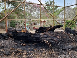 Pohon Randu Alas Ratusan Tahun di Makam Pleret Terbakar, Diduga Ini Sebabnya