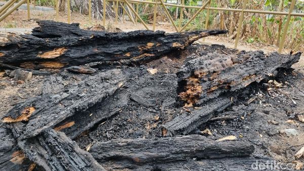 Potret Pohon Randu Alas Ratusan Tahun yang Habis Terbakar di Makam Pleret