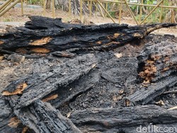 Cerita Pohon Randu Alas Terbakar di Makam Pleret, Konon Era Mataram Islam