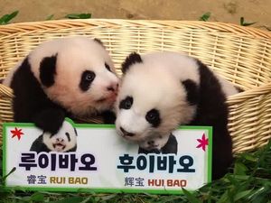 Melihat Kelucuan Bayi Panda Kembar di Kebun Binatang Korsel