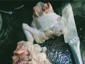 Bantuan Daging Ayam Busuk di Pekalongan Bikin Heboh, Ini Faktanya Bantuan Daging Ayam Busuk di Pekalongan Bikin Heboh, Ini Faktanya