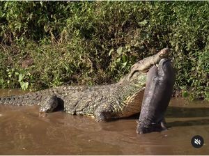 Seram! Viral Video Buaya Besar Mangsa Bayi Kuda Nil Seram! Viral Video Buaya Besar Mangsa Bayi Kuda Nil
