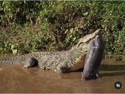 Seram! Viral Video Buaya Besar Mangsa Bayi Kuda Nil