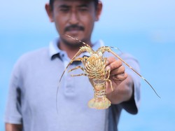 Gandeng Kejagung, KKP Atur Tata Kelola Lobster biar Berkelanjutan