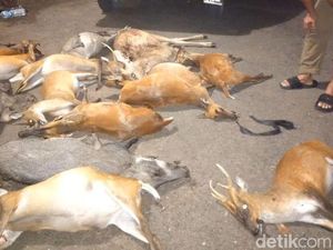 Gawat! Perburuan Liar Ancam Satwa Taman Nasional Bali Barat Gawat! Perburuan Liar Ancam Satwa Taman Nasional Bali Barat