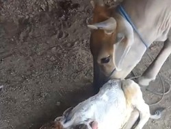 Geger Sapi Lahir dengan 2 Kepala dan 4 Telinga
