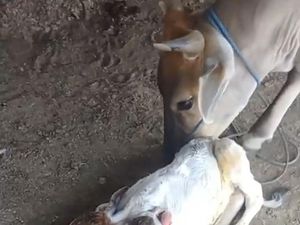 Geger Sapi Lahir dengan 2 Kepala dan 4 Telinga Geger Sapi Lahir dengan 2 Kepala dan 4 Telinga