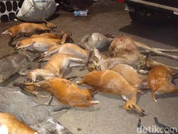 Viral Belasan Kijang-Babi Mati di Taman Nasional Bali Barat