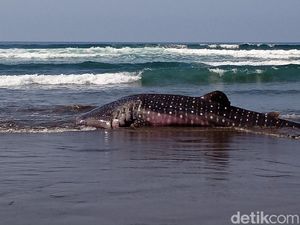 Busuk, Bangkai Hiu Paus yang Terdampar di Pantai Jembrana Dikubur