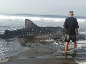 Penampakan Hiu Paus Sepanjang 6,6 Meter Terdampar di Bali Penampakan Hiu Paus Sepanjang 6,6 Meter Terdampar di Bali